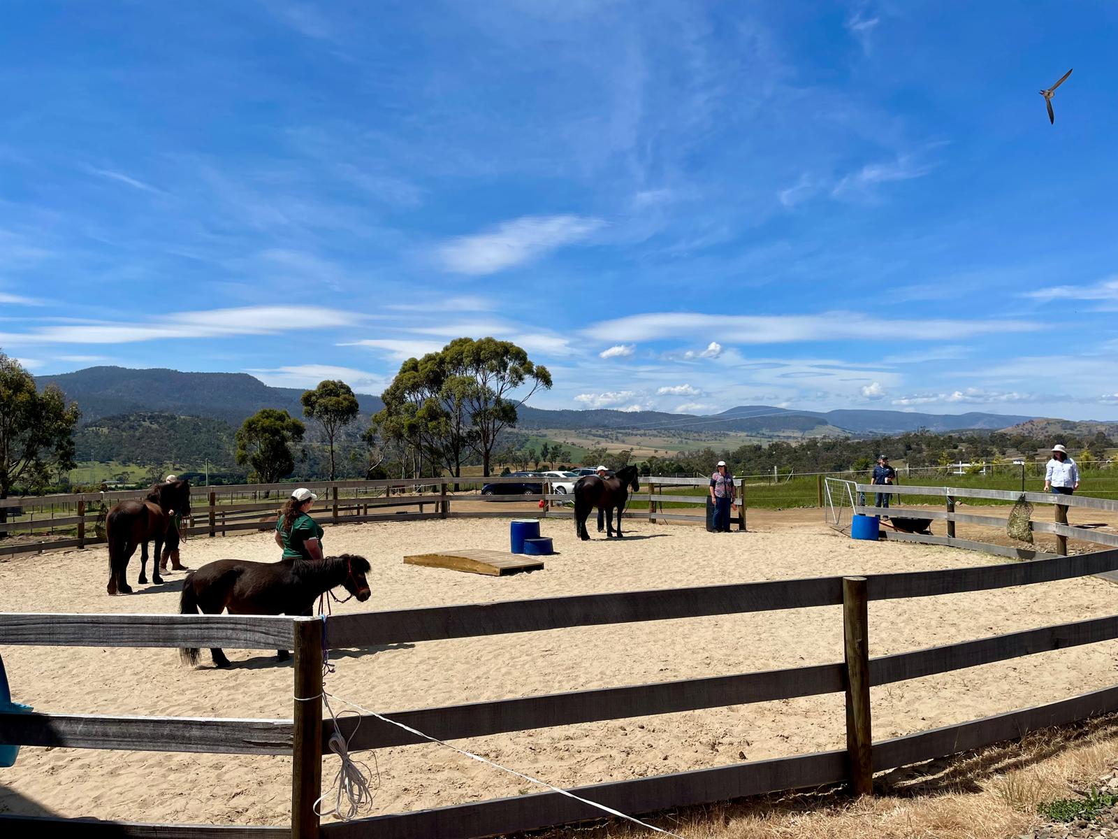 Horses and participants working in a sand arena, with eucalypts and hills beyond